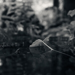 waterleaf