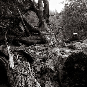 treesw