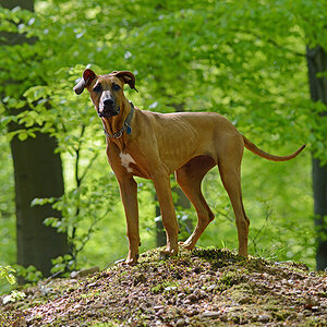 Frühlingshund 1