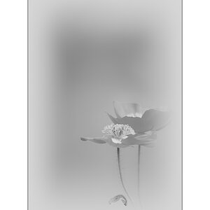 MozartPZ1 4429