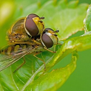 D71 4852 Schwebfliegen Sex 6 2016