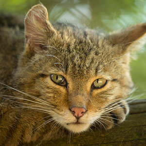 Wildkatze 2798