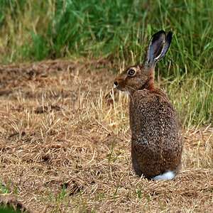 DSC 2024 Hase 1000