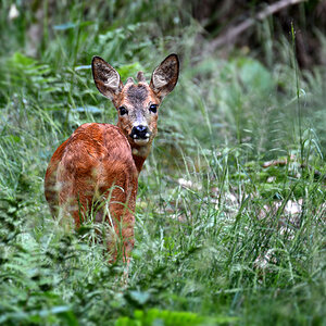 DSC 1995 Jungbock 1000