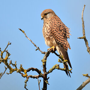 DSC 9828 Turmfalke 1000