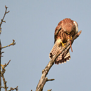 DSC 1381 Falke w Regenwurm 1000