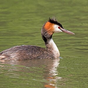 D75 6714 Haubi mit Wasserperlen 7 2016