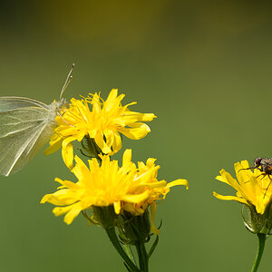 Insekten phe1411 NX 1