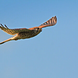 DSC 1566 Falke 1000