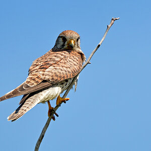 DSC 1615 Falke w 1000