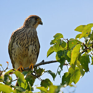 DSC 1810 Falke w 1000