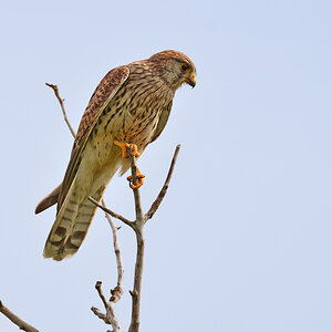DSC 1549 Falke w 1000