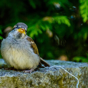 voegel 20160709 16 18 36 DSC 7017