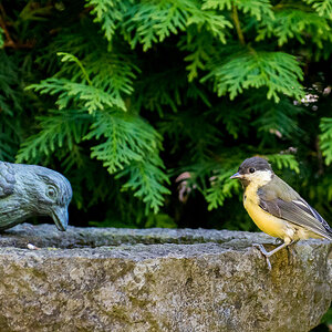 voegel 20160709 16 27 23 DSC 7032