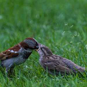 voegel 20160710 18 57 46 DSC 7111