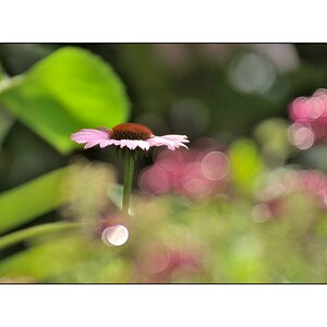 Echinacea mit Kringel