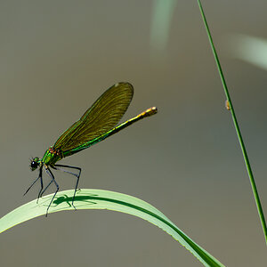 Libelle