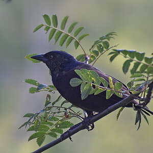 DSC 2675 khg     Common Grackle