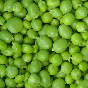 Erbse4