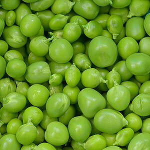 Erbse5