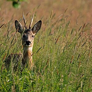 D75 5708 Rehbock gut versteckt II 6 2106