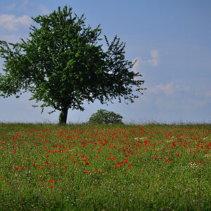 DSC 5729 Mohnwiese 2