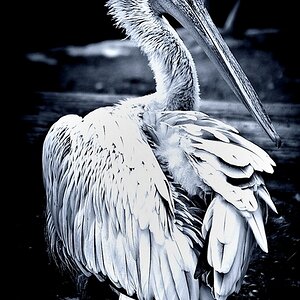 Vogel
