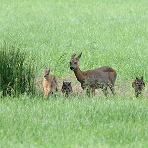 3 rehe 1 JKK 6541