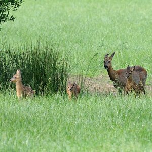 3 rehe wümme 1 JKK 6542