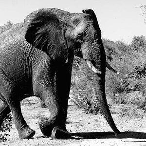 Elefant-01