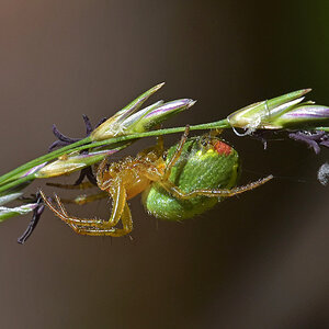 Spinne4