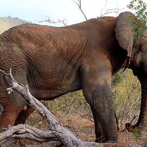 Elefant-02