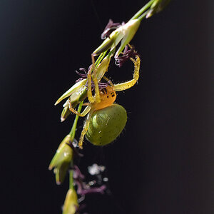 Spinne5