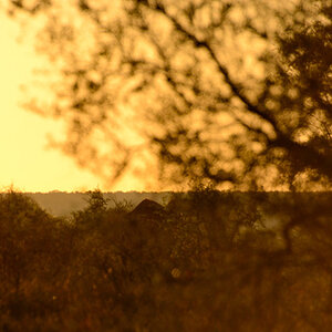 Giraffe-01