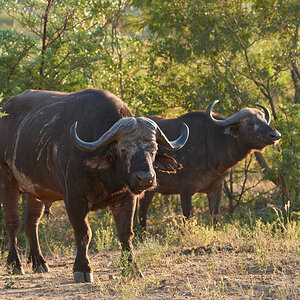 GS KNP 2016 Büffel 01