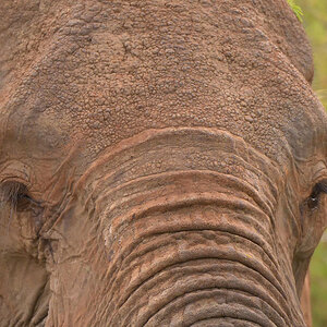 GS KNP 2016 Elefant 10