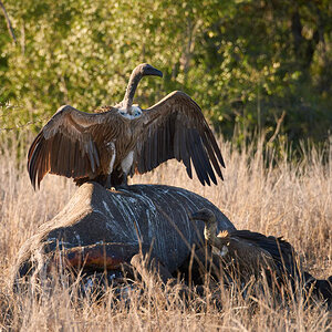 GS KNP 2016 Vögel 18