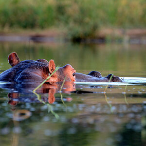 Hippo-01