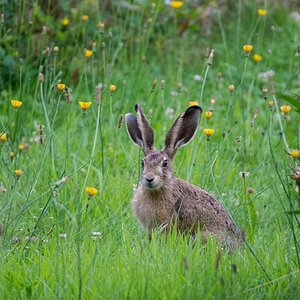 k Hase170716 3 0507