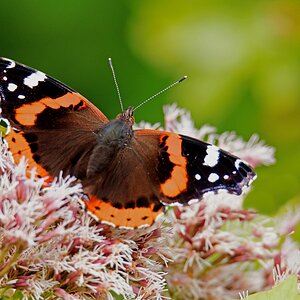 D50 0120_Admiral_ II 8 2016