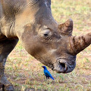 Nashorn2