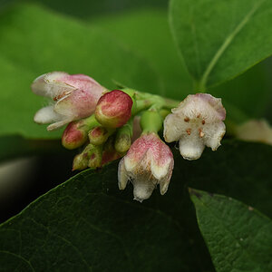 DSV 8716