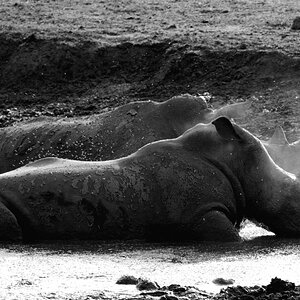 Nashorn3