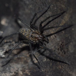 Welche Spinne?
