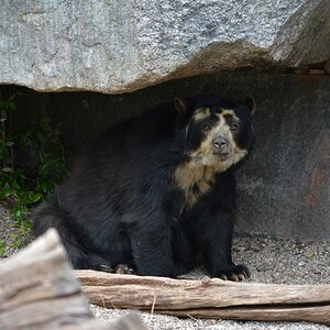 Bär