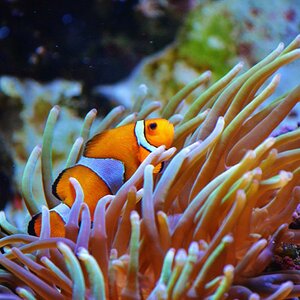 Clownfisch