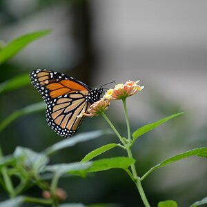 Schmetterling