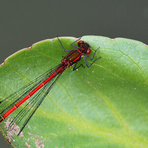 Adonislibelle