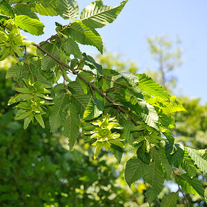 Laubbaum2