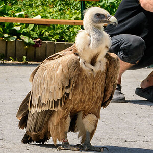 Bartgeier (Zoo Salzburg)